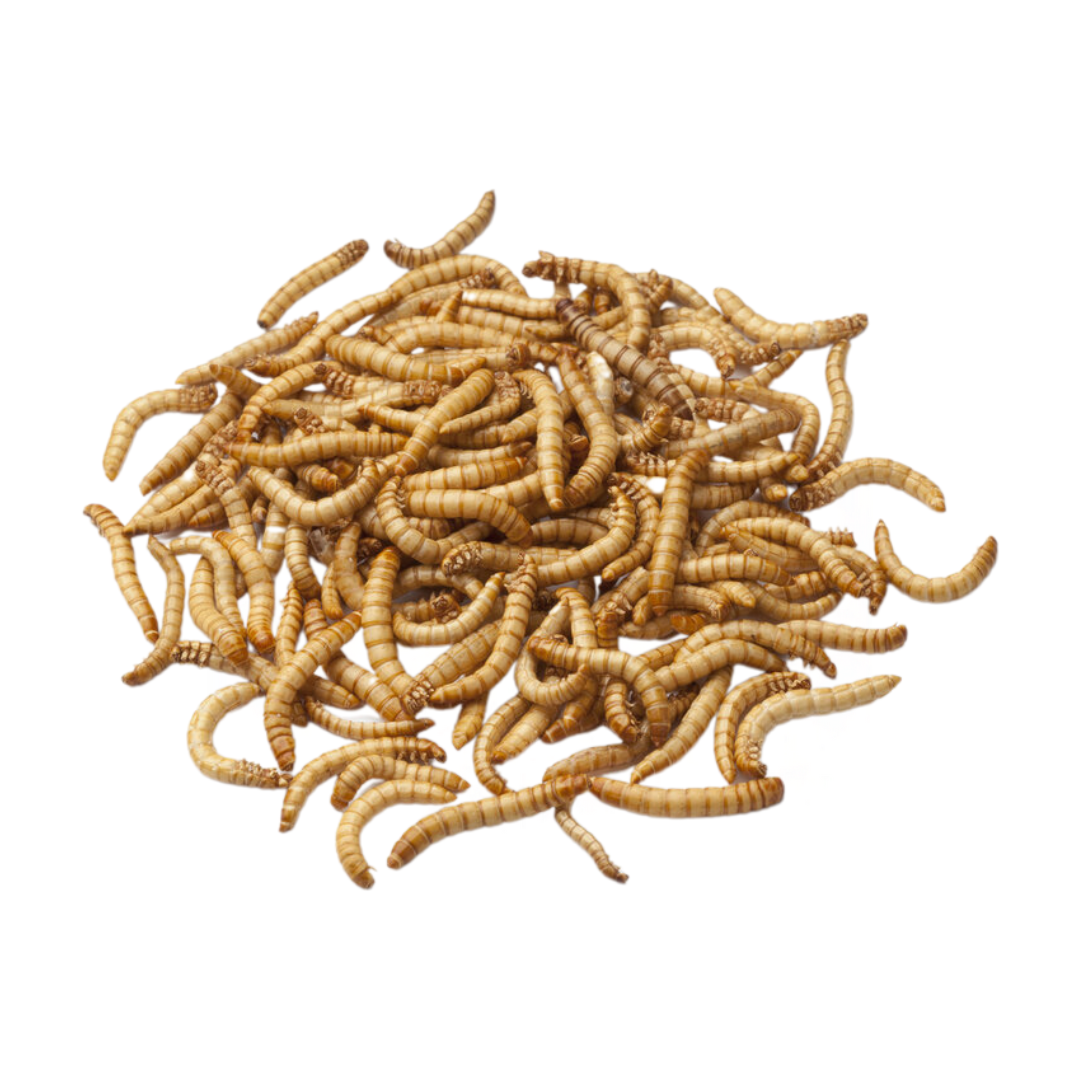 Live Mealworms