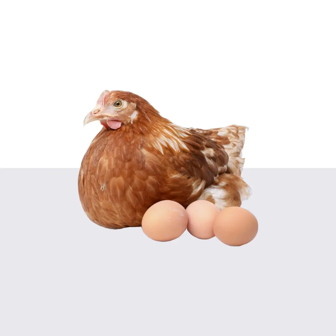 Hy-Line Browns Pullets