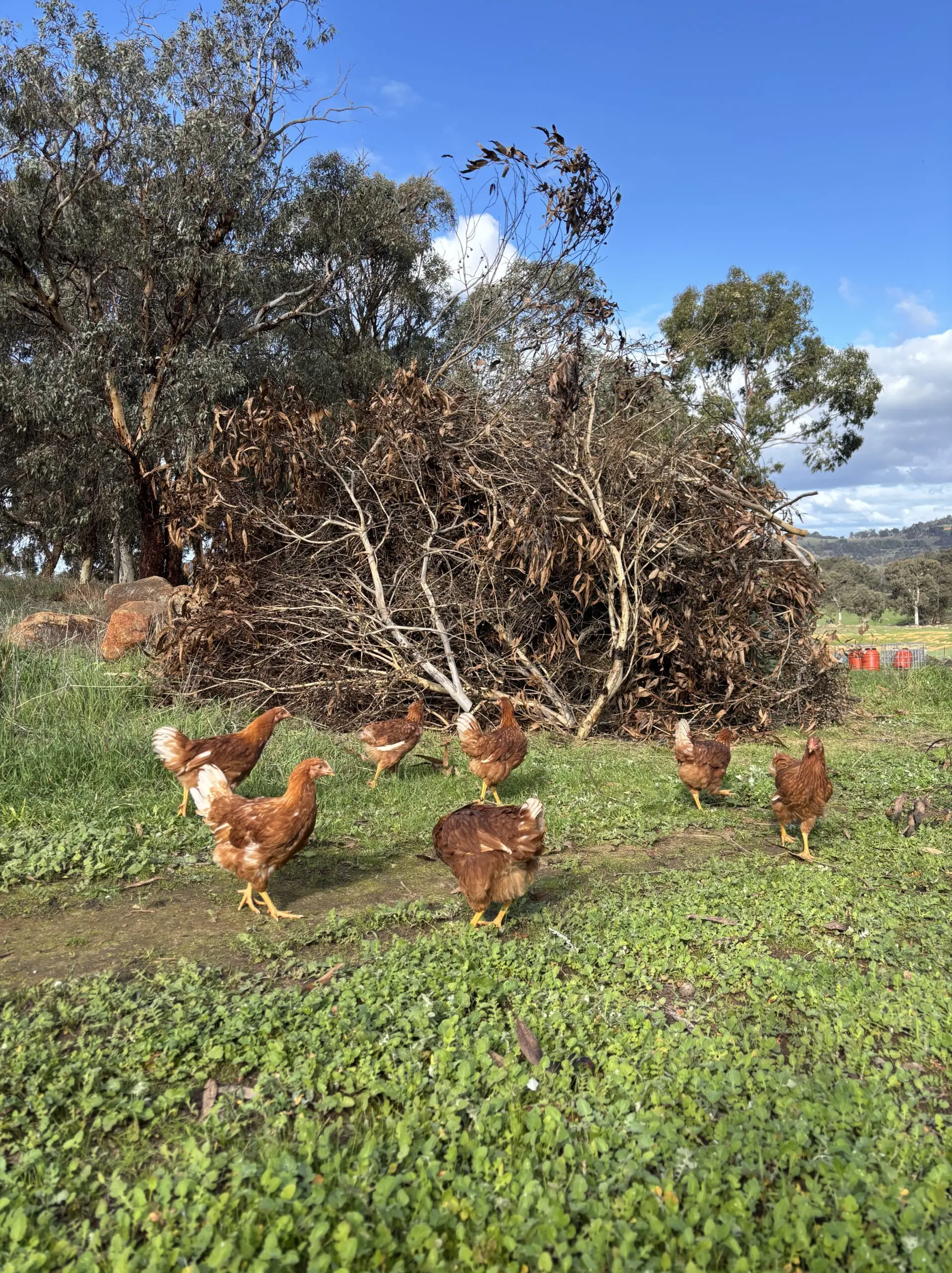Group of Hy-Line Browns foraging