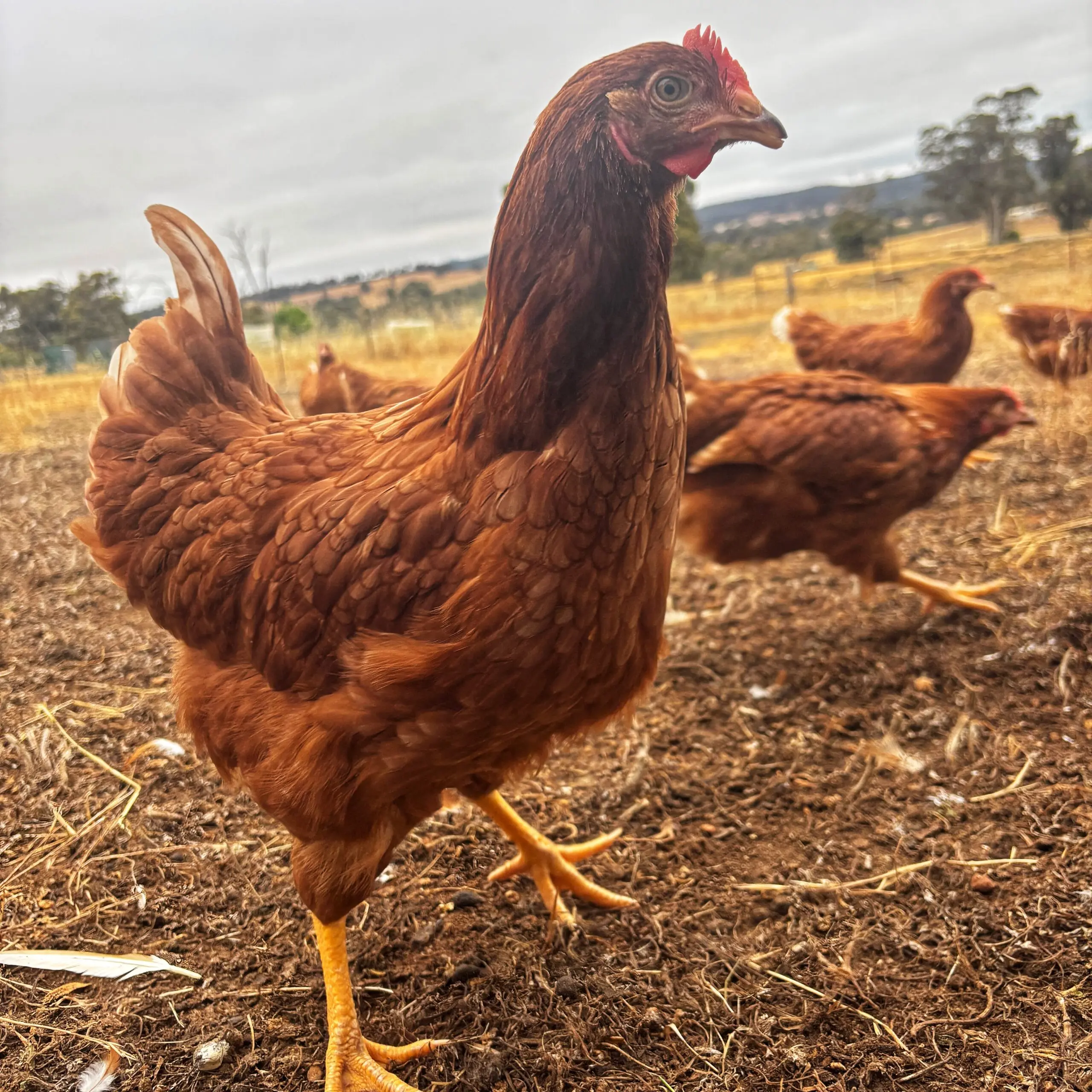 Healthy Hy-Line Brown in coop